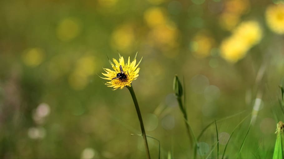 dandelion, bee, yellow, flower, plants, nature, garden, summer HD wallpaper