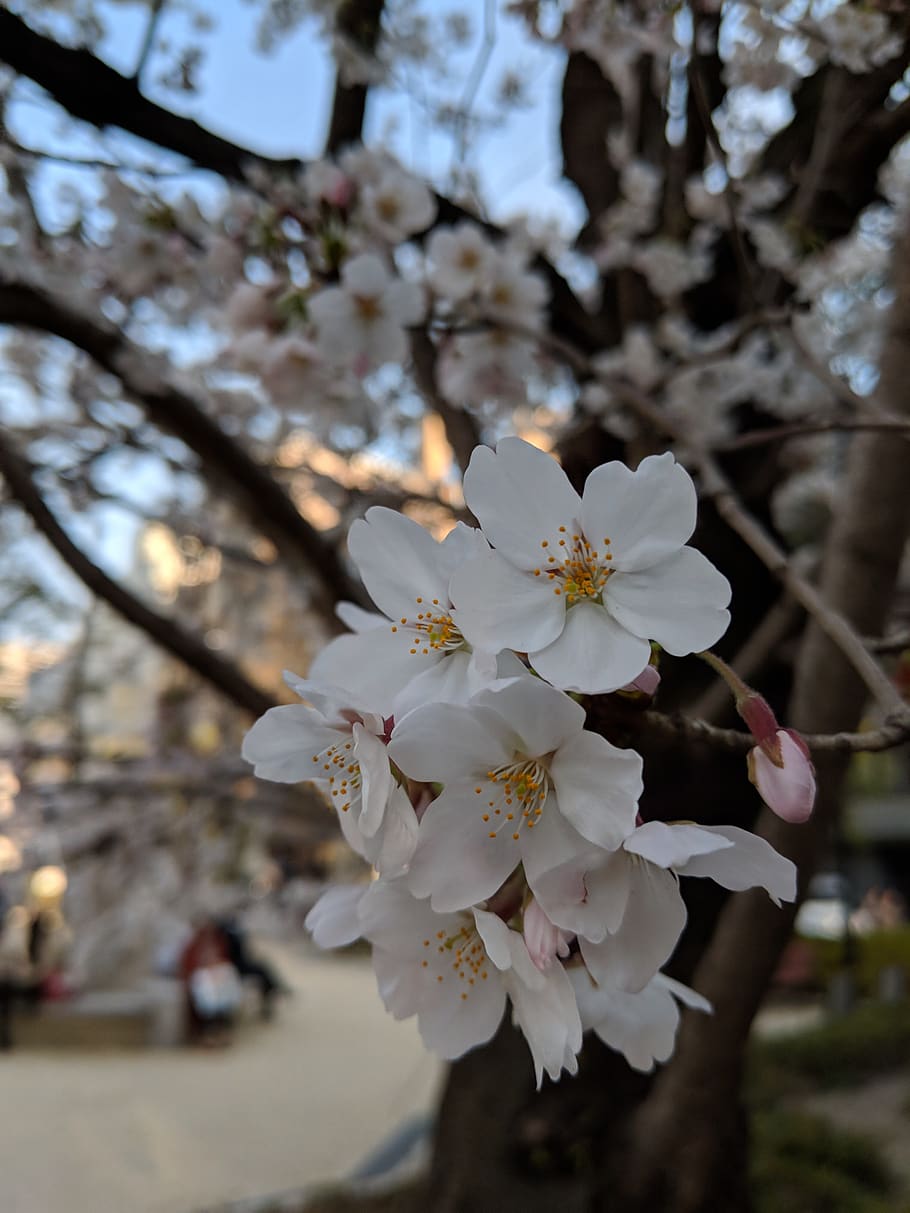cherry, blossom, spring, flowering plant, freshness, fragility HD wallpaper