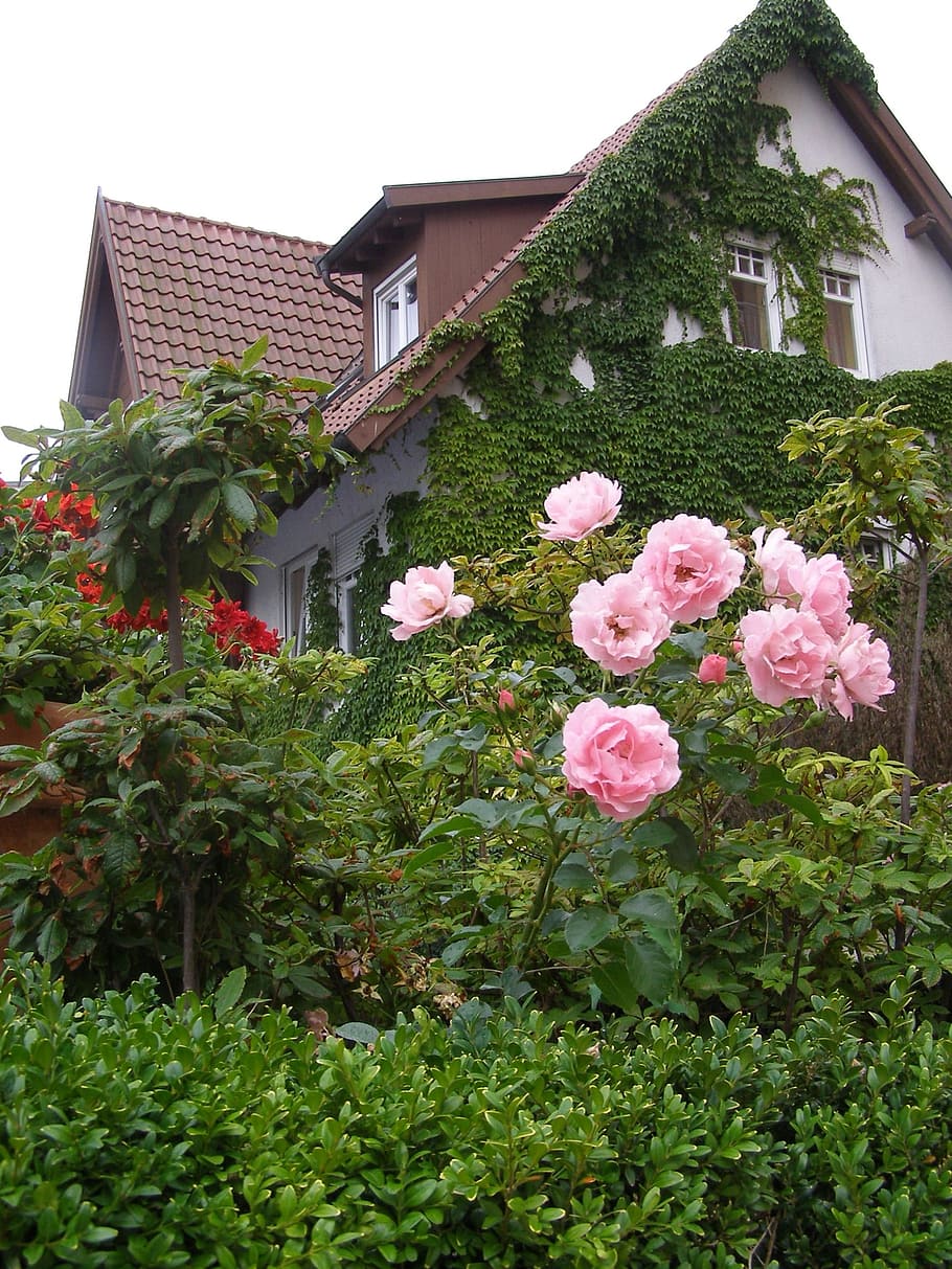 Single Family Home, Home, Home, Home, Garden, flowers in a garden, HD wallpaper