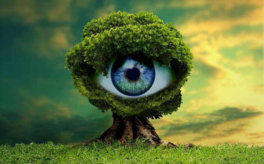 green tree with eye, nature, lawn, vista, outdoors, beautiful, HD wallpaper