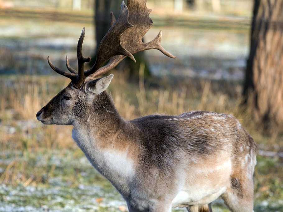 wild, fallow deer, red deer, animal wildlife, animal themes HD wallpaper