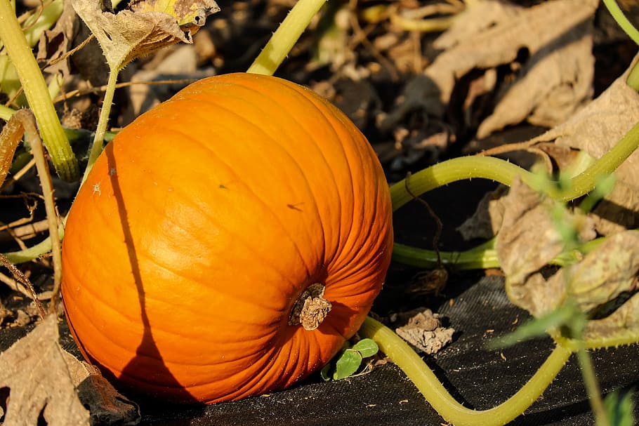 orange squash, pumpkin, vegetables, bio, field, food, food and drink HD wallpaper