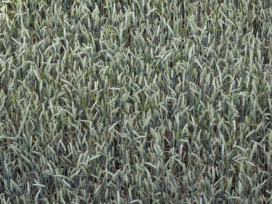 Wheat, Cereals, Spike, Cornfield, wheat spike, grain, backgrounds HD wallpaper