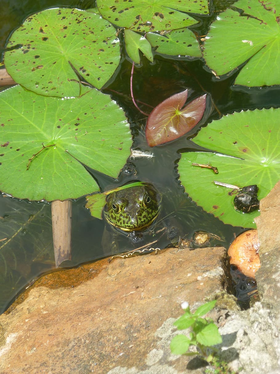 nature, frog, toad, lake, plant, animals, leaves, water, green HD wallpaper