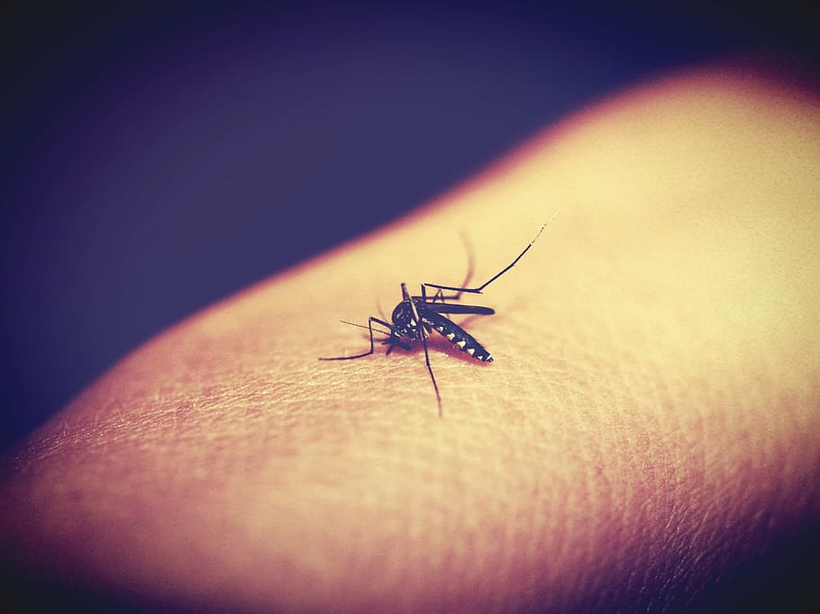 tiger mosquito on human skin, animal, biology, bite, black, blood, HD wallpaper