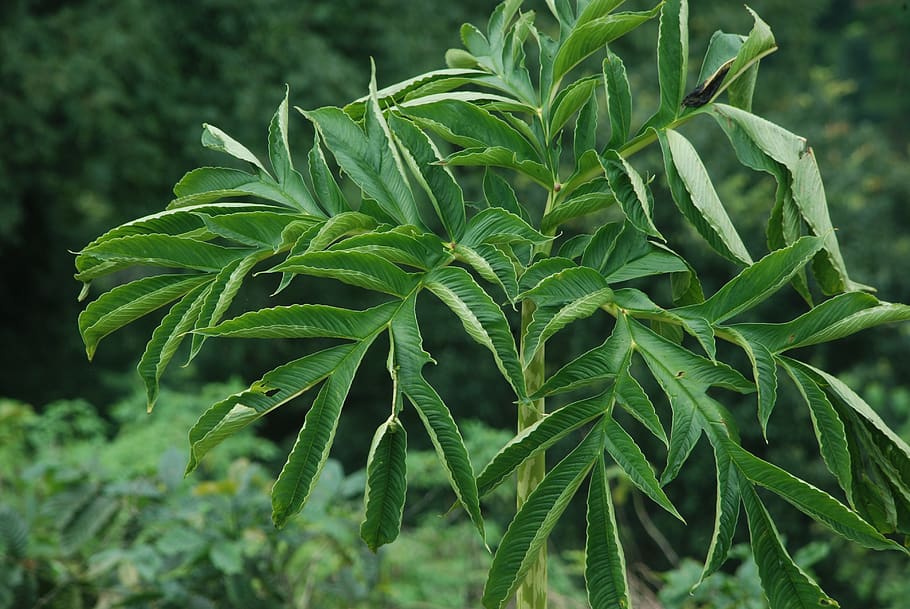 leaf, flora, nature, growth, summer, east java, green, plant part HD wallpaper