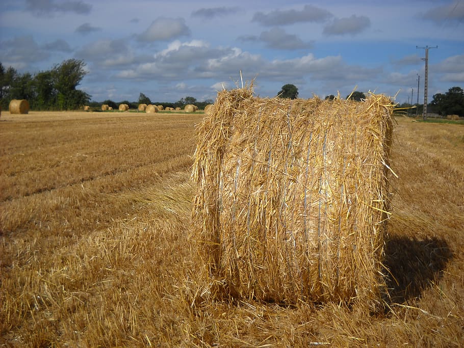 Harvest, Cereals, agriculture, field, farm, rural scene, crop HD wallpaper