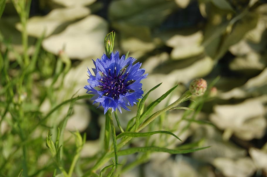 fleur-de-lis, nature, flower, spring, spring flowers, bloom HD wallpaper
