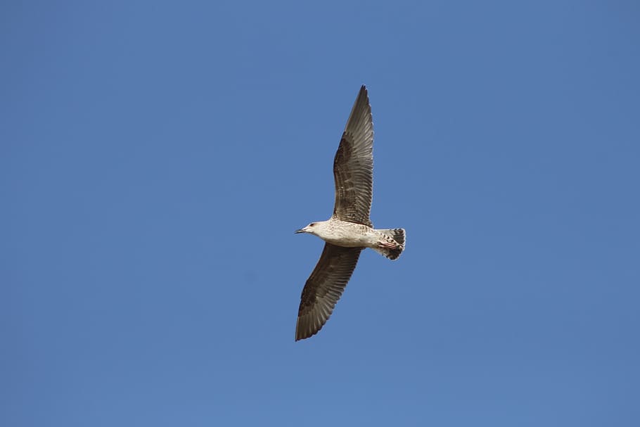 seagull, blue, fly, blue sky, birds, day, light, flights, environment HD wallpaper