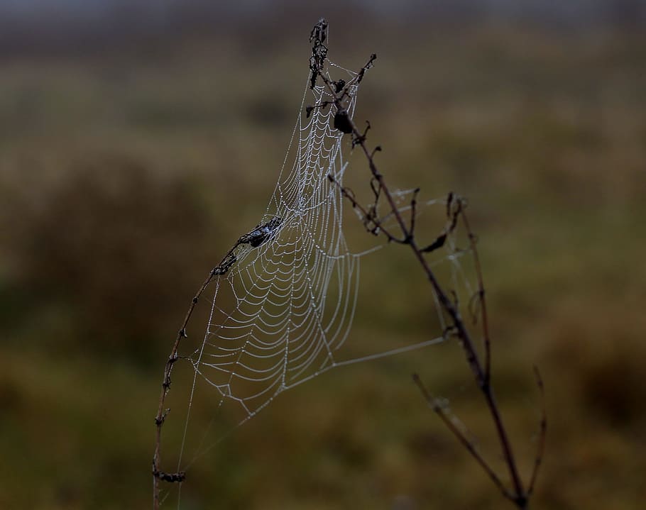 spider web, wet, hooked, place, dew, drops, nature, focus on foreground HD wallpaper