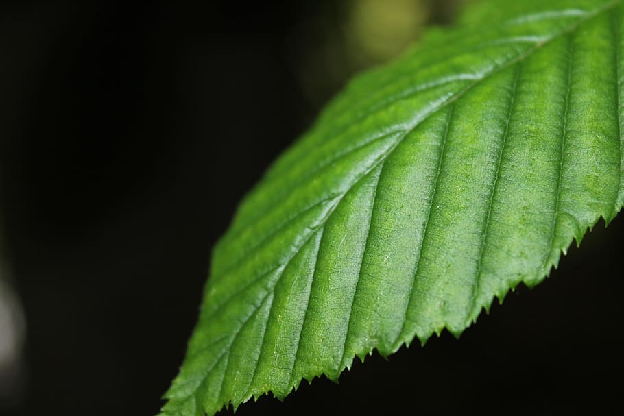 Green Leaf, blur, botanical, bright, close-up, environment, fresh HD wallpaper