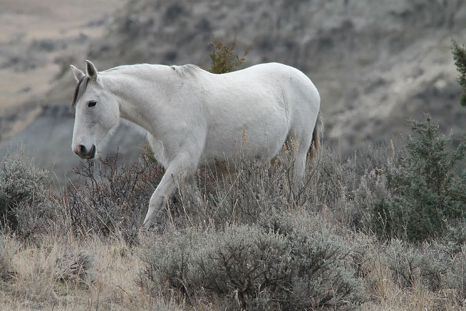 white horse near grass at daytime, wild horse, mare, medora, north dakota, HD wallpaper