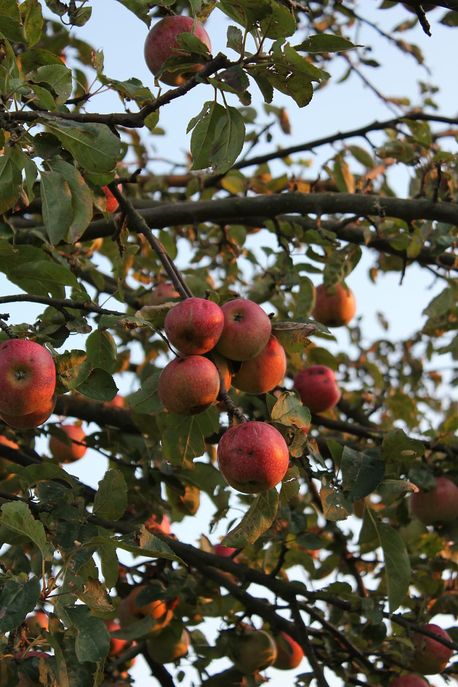 apple, apple tree, autumn, leaves, healthy eating, food, food and drink HD wallpaper