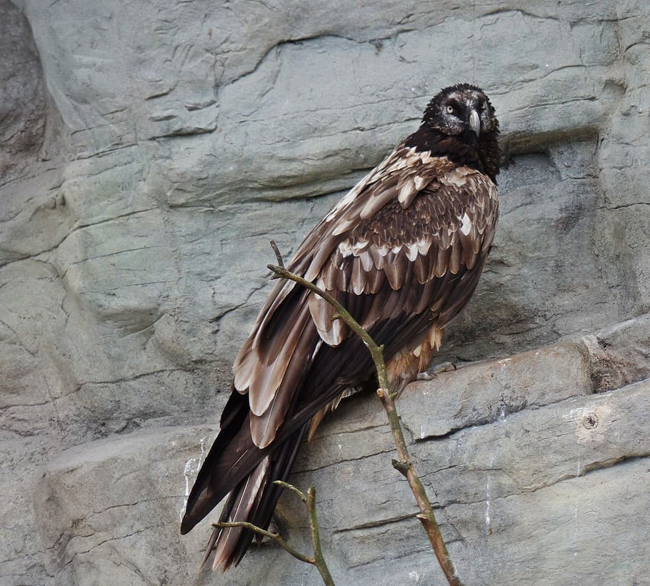 brown eagle on gray boulder, bearded vulture, scavengers, animal
