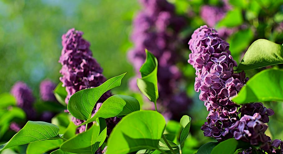 spring, lilac flower, violet, flowering plant, purple, freshness HD wallpaper