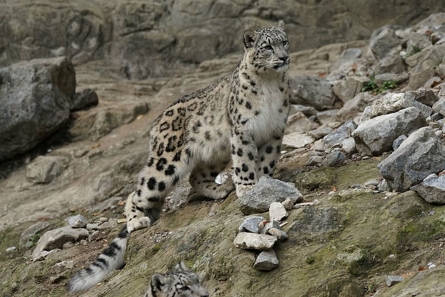 brown and black leopard beside raw stone at daytime, snow leopard HD wallpaper