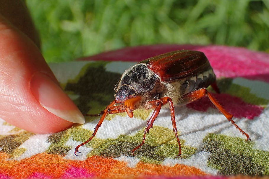 nature, insect, small, close, animal, maikäfer, human hand HD wallpaper