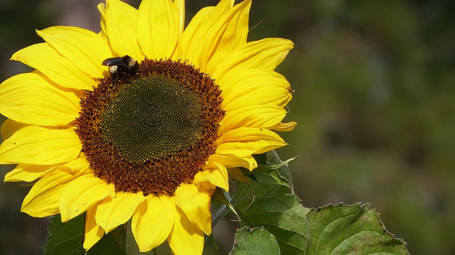 flower, sun, garden, yellow, flowering plant, flower head, freshness HD wallpaper