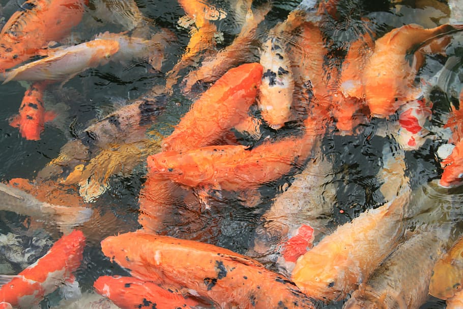 fish, water, no one, carp, orange, ocean, ripple, travel, asia HD wallpaper