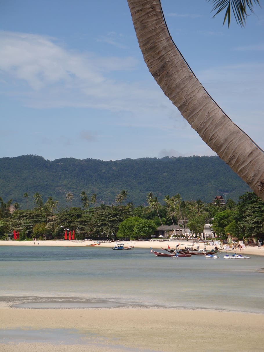 beach, palm, sea, island, thailand, south sea, holiday, sky, HD wallpaper