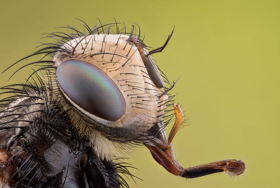 macro photography of insect, bug, natural, nature, real, eyes HD wallpaper