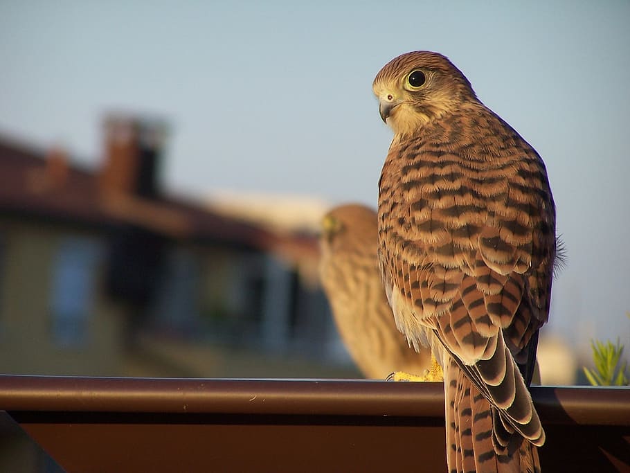 kestrel, bird, wild, animal themes, one animal, vertebrate HD wallpaper