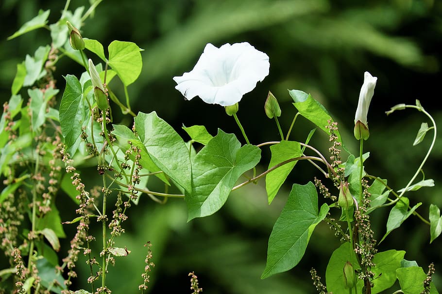 bindweed, blossom, bloom, white, trichtenförmig, climber, plant HD wallpaper