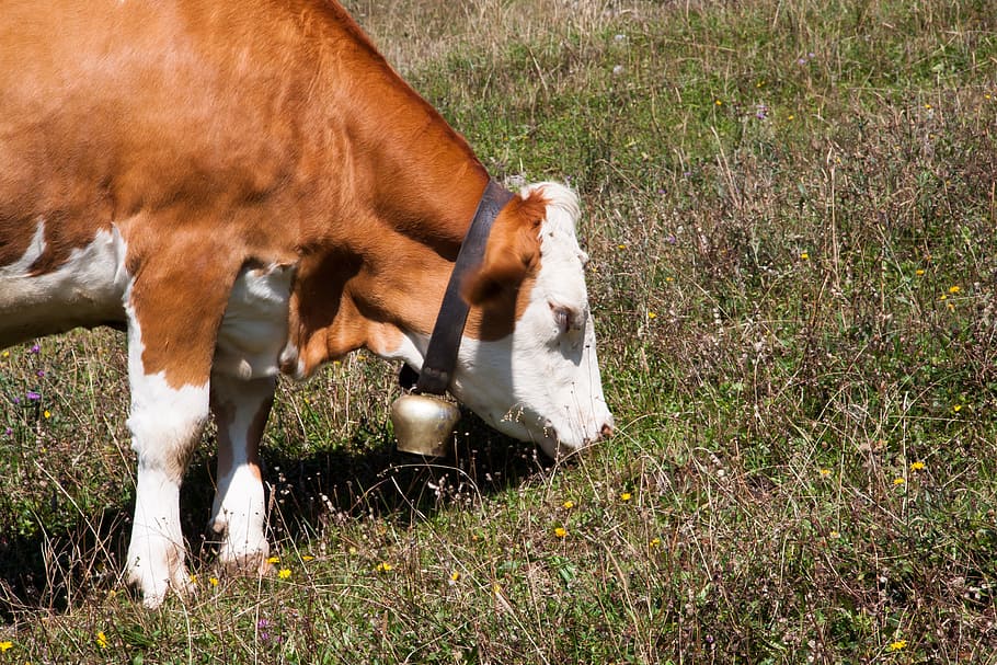 beef, jungrind, calf, alm, bell, meadow, graze, nature, agriculture HD wallpaper