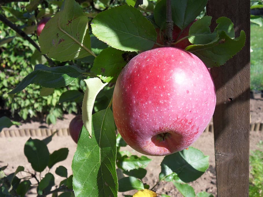 Apple, Tree, Nature, fruit, food and drink, healthy eating HD wallpaper