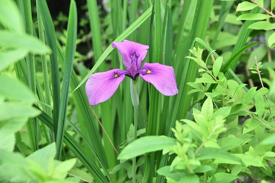 Irises, Purple, Iris, Type, iris type, flower, green color HD wallpaper