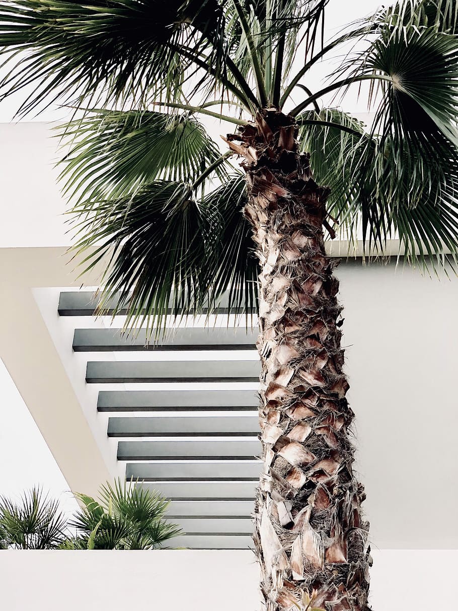 palm tree near white wall, coconut tree, building, green, tan HD wallpaper