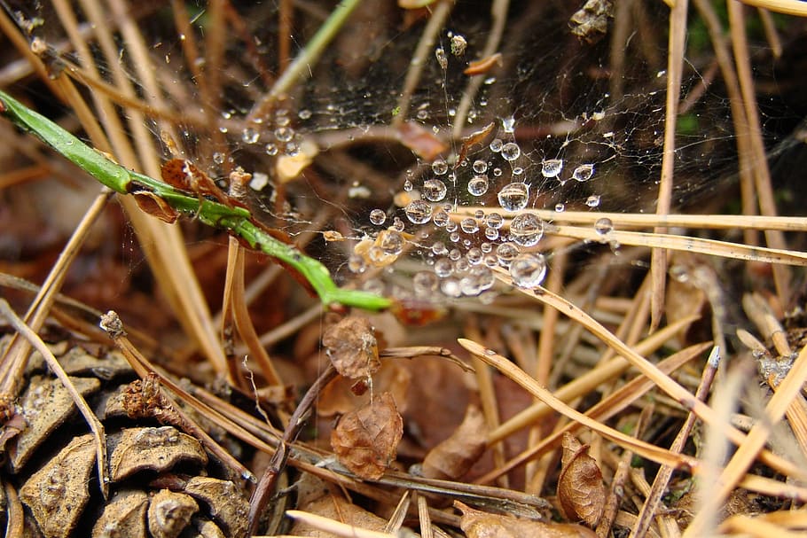 drops, spider web, cone, needle, forest, litter, plant, nature HD wallpaper