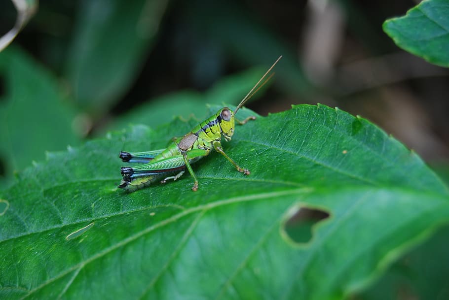 grasshopper, nature, insect, bug, wildlife, plant part, leaf HD wallpaper