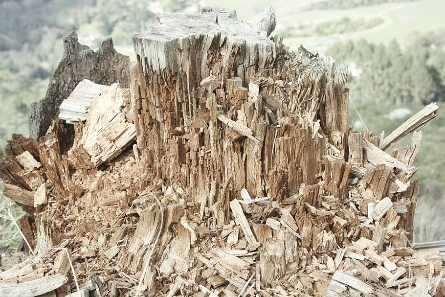 Wood Chips, Broken, Tree, treestump, chopped, trunk, dead, nature HD wallpaper