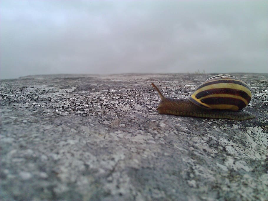 Irish, Snail, Nature, irish snail, one animal, no people, outdoors, HD wallpaper