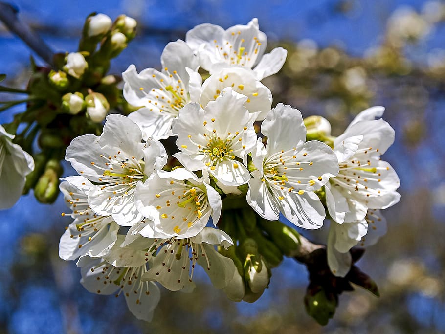 blossom, bloom, nature, flowering twig, flowering plant, fragility HD wallpaper