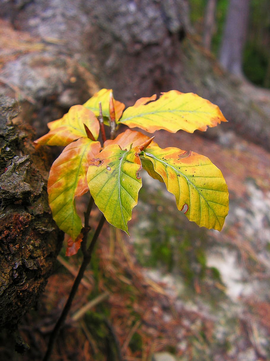 beech, tree, seedlings, forest, small, leaf, close-up, plant part HD wallpaper