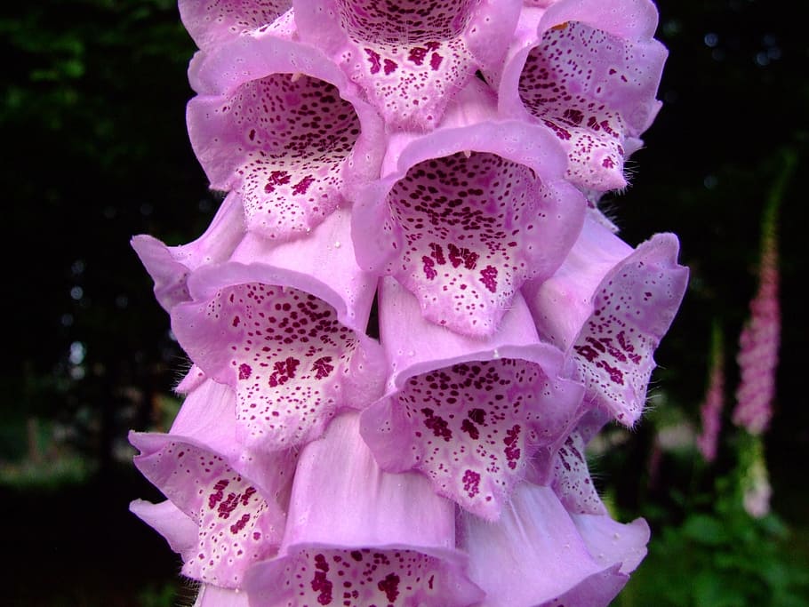 thimble, digitalis, pink, flower, macro, pink color, close-up HD wallpaper