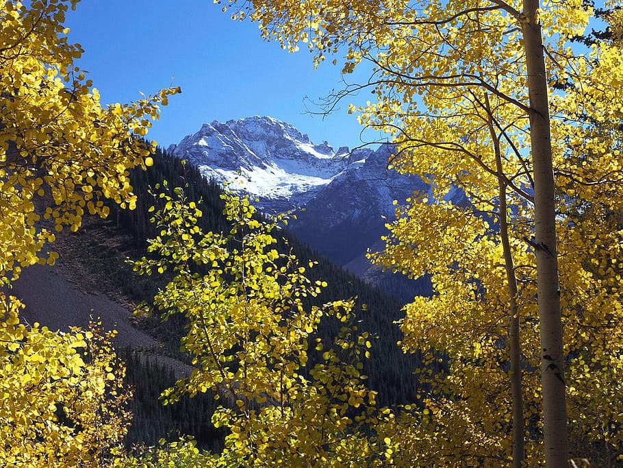 Flowers, Tree, Mountain, Landscape, nature, autumn, scenics HD wallpaper