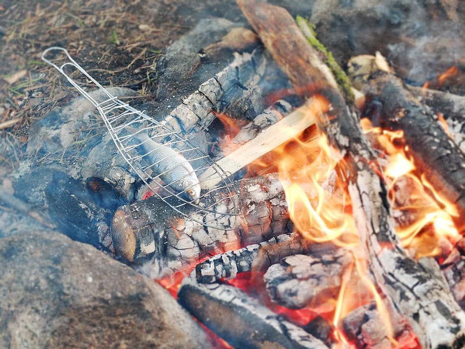 fish being grilled, barbecue, open fire, bbq, campfire, bonfire HD wallpaper