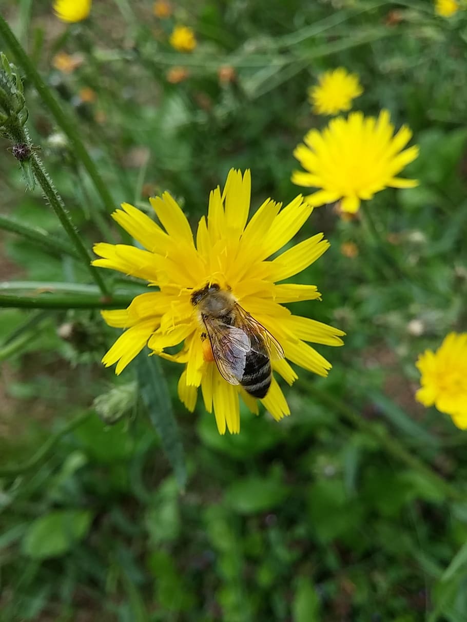 flower, yellow flower, bee, nectar, bee eats, plant, insect HD wallpaper
