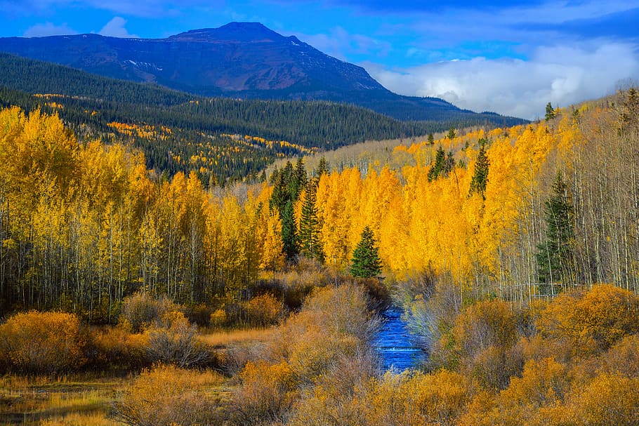 yellow and green trees with mountain long exposure photography, brown forest near body of water painting HD wallpaper