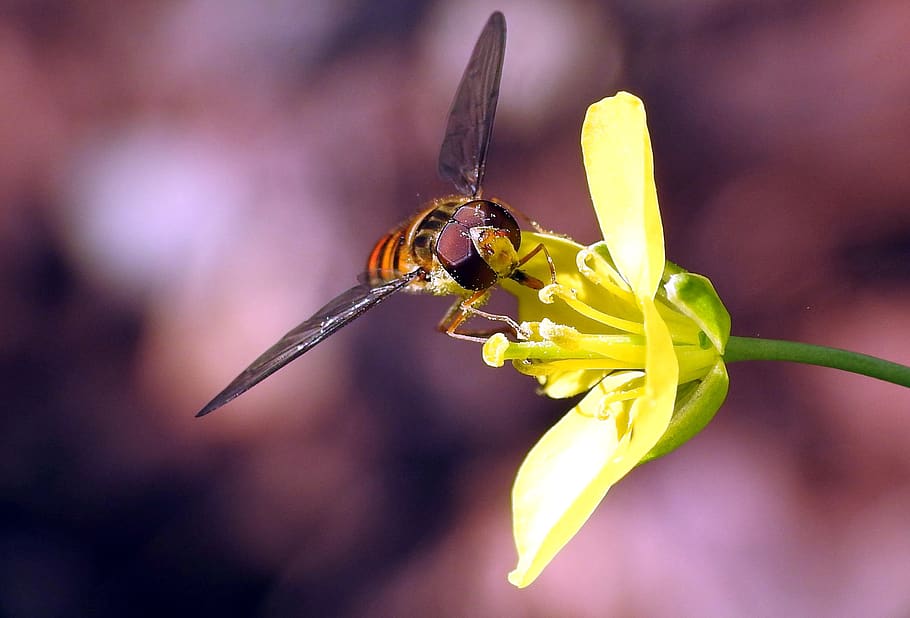 insect, close up, macro, unknown insect, wasp, wing, invertebrate HD wallpaper
