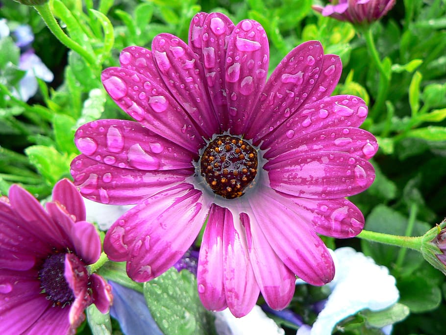 Flower, Wet, Water, Pink, African Daisy, nature, outdoors, beauty in nature, HD wallpaper