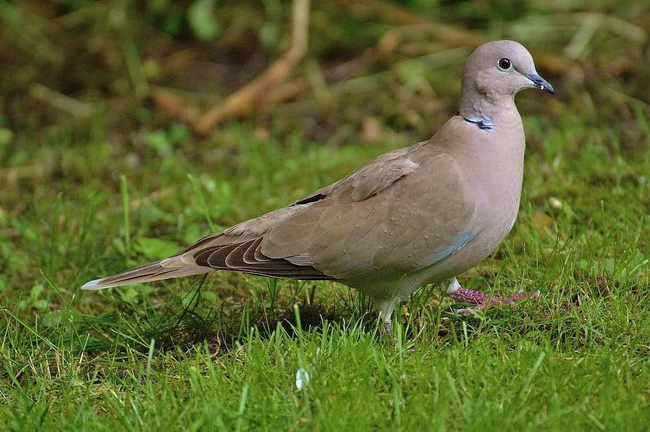 collared, dove, bird, feather, nature, fly, wing, animal world HD wallpaper