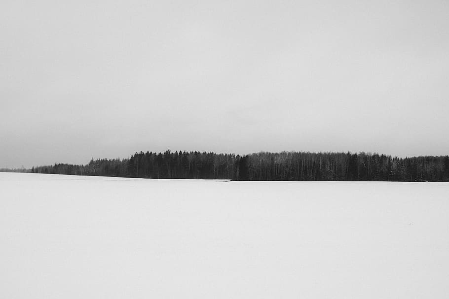 forest grayscale photography, grayscale photo of trees surrounded by snow HD wallpaper