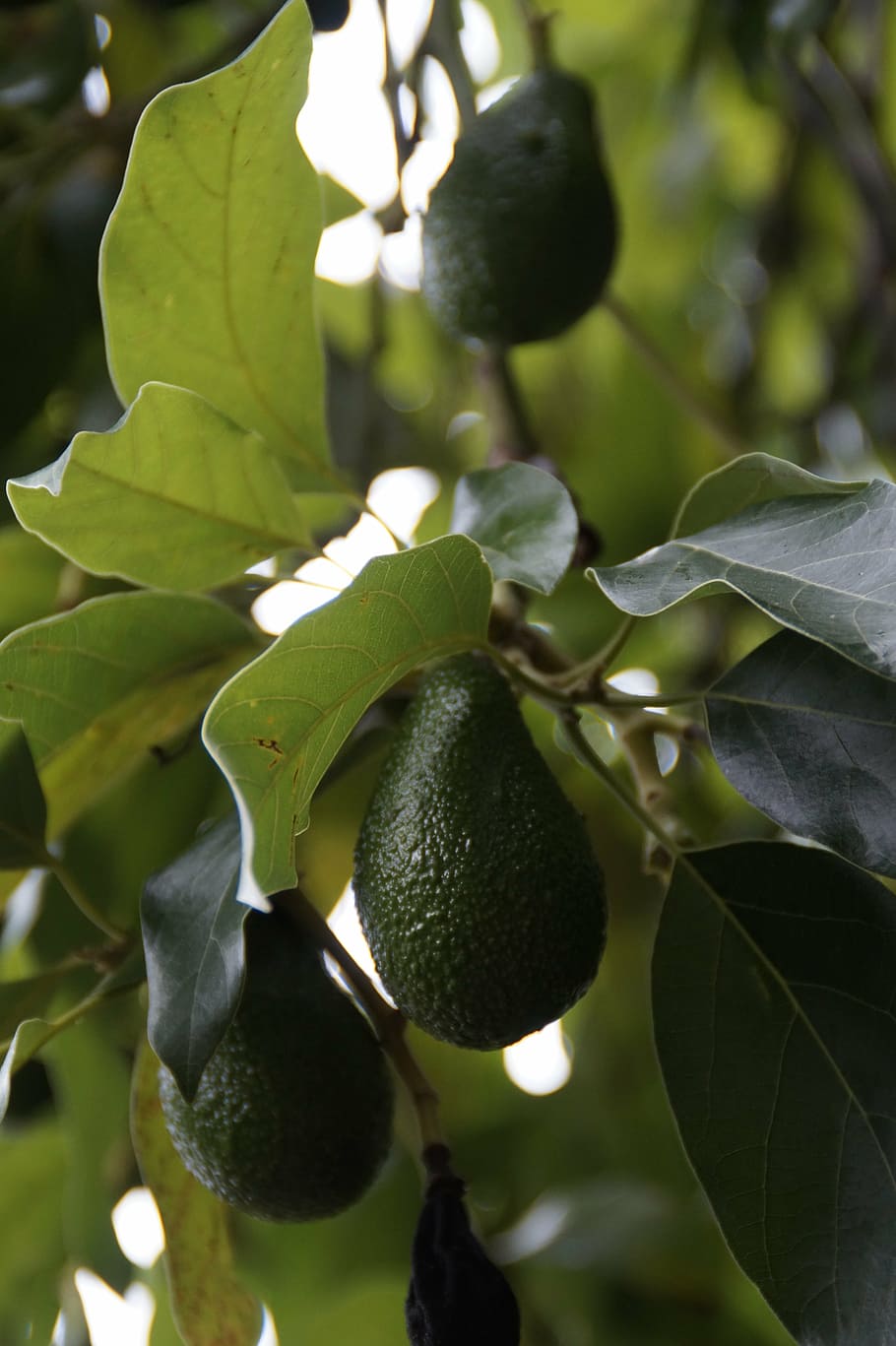avocado, avocado tree, plant, healthy, fruit, edible, vitamins, HD wallpaper