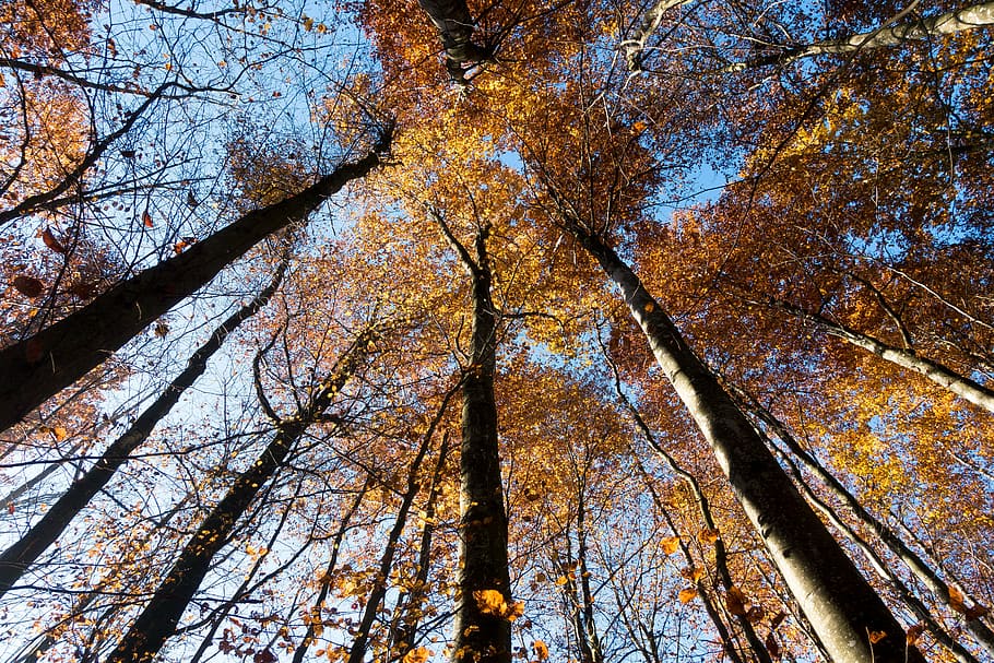 low angle photography of yellow tree at daytime, beech, forest HD wallpaper