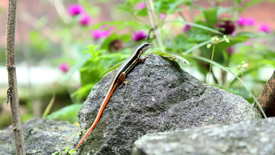 nature, flora, outdoors, leaf, summer, little, garden, flower HD wallpaper