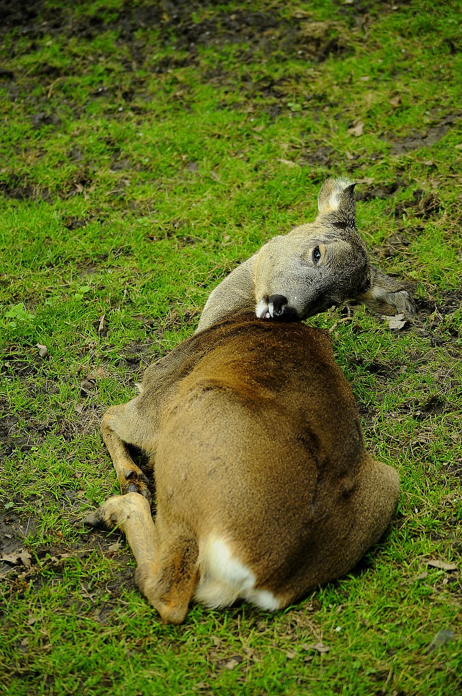 doe, grass, nature, animals, meadow, animal themes, mammal HD wallpaper